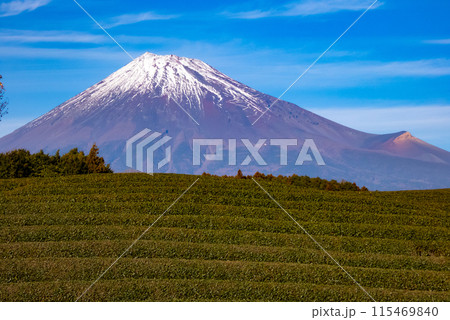 茶畑から望む冠雪した富士山 茶畑から望む冠雪した富士山 115469840