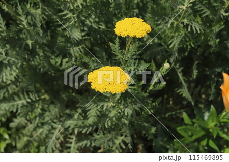 初夏の庭に咲くキバナノコギリソウの黄色い花 初夏の庭に咲くキバナノコギリソウの黄色い花 115469895