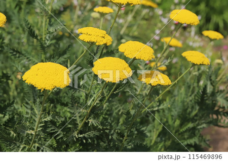 初夏の庭に咲くキバナノコギリソウの黄色い花 初夏の庭に咲くキバナノコギリソウの黄色い花 115469896