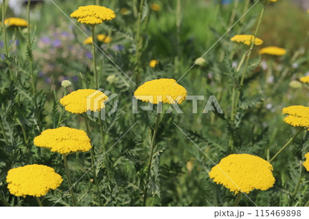 初夏の庭に咲くキバナノコギリソウの黄色い花 初夏の庭に咲くキバナノコギリソウの黄色い花 115469898