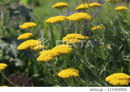 初夏の庭に咲くキバナノコギリソウの黄色い花 初夏の庭に咲くキバナノコギリソウの黄色い花 115469900
