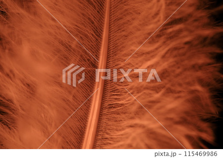 Red texture abstract on black background, bird feather, macro photography	 115469986