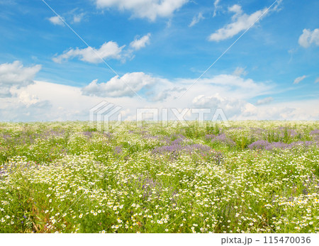 daisy landscape flower sky background daisy landscape flower sky background 115470036