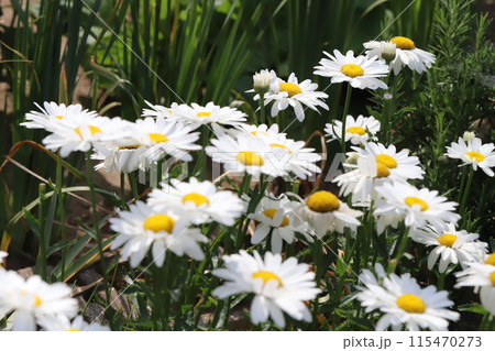 初夏の庭に咲くフランスギクの白い花 115470273