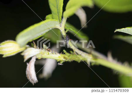 クロケシツブチョッキリ 115470309