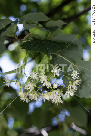 セイヨウボダイジュの花 セイヨウボダイジュの花 115470328