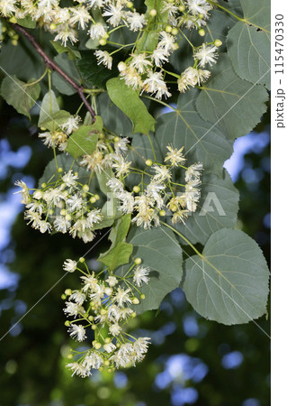 セイヨウボダイジュの花 セイヨウボダイジュの花 115470330