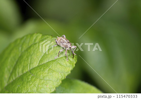 セダカシギゾウムシ セダカシギゾウムシ 115470333