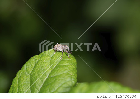 セダカシギゾウムシ 115470334