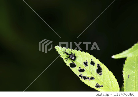 ヒメクロオトシブミ ヒメクロオトシブミ 115470360