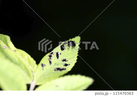 ヒメクロオトシブミ 115470363