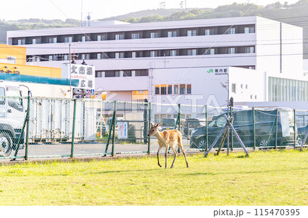 野生の鹿　北海道　稚内駅に出没 115470395