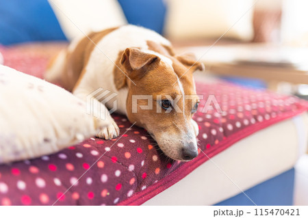 ソファーで休む犬 115470421