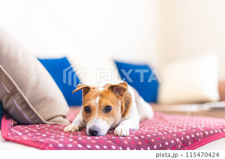 ソファーで休む犬 ソファーで休む犬 115470424