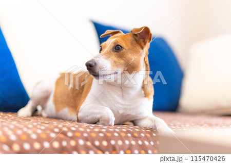 ソファーで休む犬 ソファーで休む犬 115470426