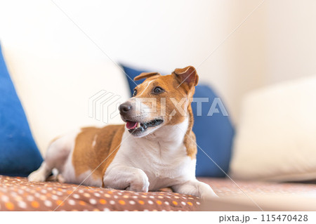 ソファーで休む犬 115470428