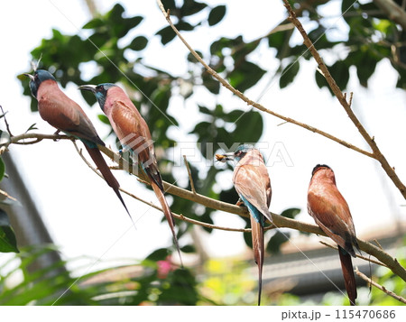 ベニハチクイ 115470686