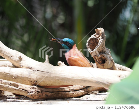 ベニハチクイ 115470696