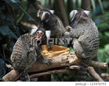 神戸どうぶつ王国のコモンマーモセット 神戸どうぶつ王国のコモンマーモセット 115470755