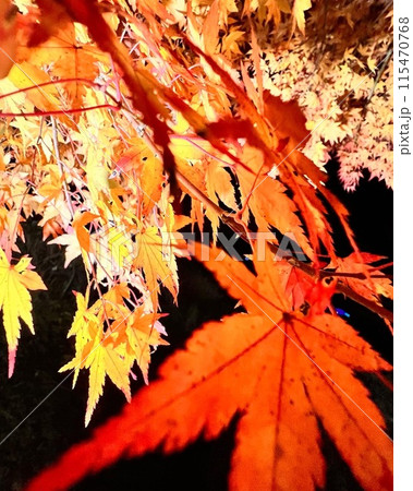 紅葉したモミジ 紅葉したモミジ 115470768