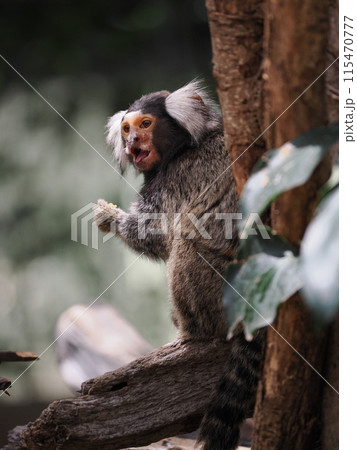 神戸どうぶつ王国のコモンマーモセット 115470777