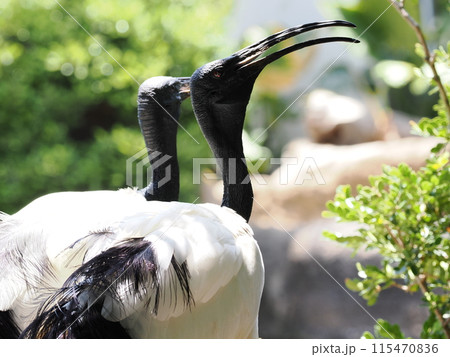 神戸どうぶつ王国のアフリカクロトキ 神戸どうぶつ王国のアフリカクロトキ 115470836