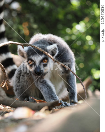 見つめるワオキツネザル 115470856
