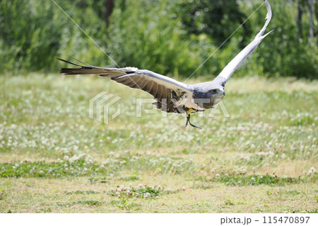 ワシノスリ 115470897