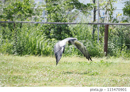 ワシノスリ ワシノスリ 115470901