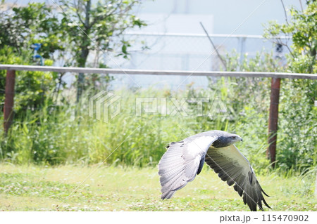 ワシノスリ 115470902