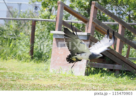 飛び立つ鳥 115470903
