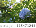 アジサイ 115471243