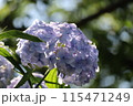 アジサイ 115471249
