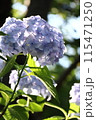 紫陽花 115471250