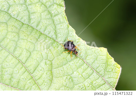 ヒメゴマダラオトシブミ ヒメゴマダラオトシブミ 115471322