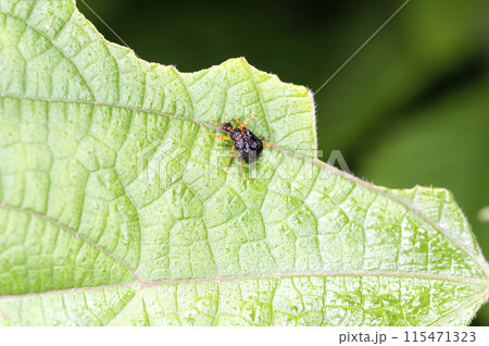 ヒメゴマダラオトシブミ 115471323