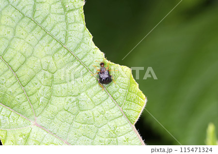 ヒメゴマダラオトシブミ ヒメゴマダラオトシブミ 115471324