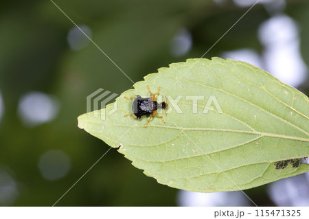 ヒメゴマダラオトシブミ 115471325