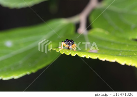 ヒメゴマダラオトシブミ 115471326