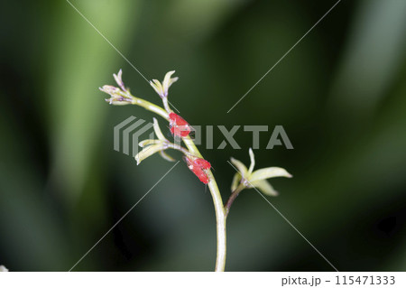 ベニキジラミ 115471333