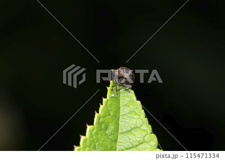 ミスジマルゾウムシ 115471334