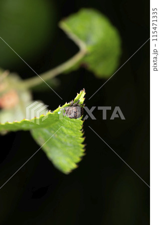 ミスジマルゾウムシ 115471335