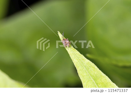 ミスジマルゾウムシ 115471337