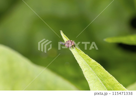 ミスジマルゾウムシ 115471338