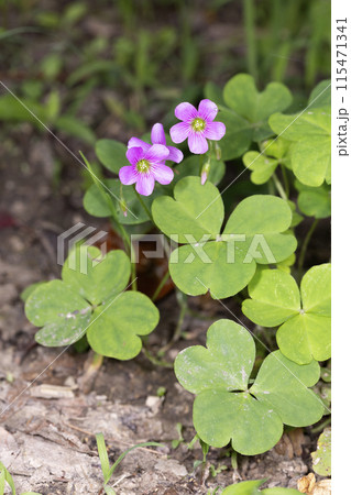 ムラサキカタバミ 115471341