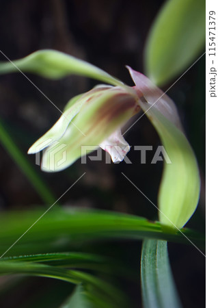 木陰に咲く春蘭の花。花言葉は「飾らない心」「控えめな美」、楚々とした野生蘭。 115471379
