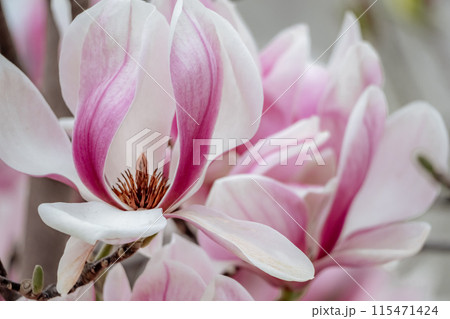 Magnolia Sulanjana flowers with petals in the spring season. beautiful pink magnolia flowers in spring, selective focusing. Magnolia Sulanjana flowers with petals in the spring season. beautiful pink magnolia flowers in spring, selective focusing. 115471424
