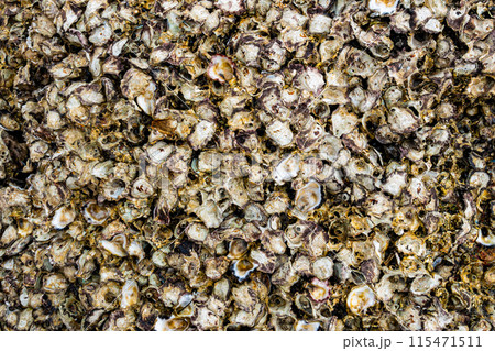 Closeup texture of empty oyster shells with barnacles pile up on the rock. Closeup texture of empty oyster shells with barnacles pile up on the rock. 115471511