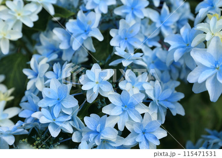可睡ゆりの園に咲いた青い紫陽花 115471531