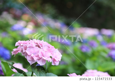 梅雨の晴れ間に咲く紫陽花 115471533
